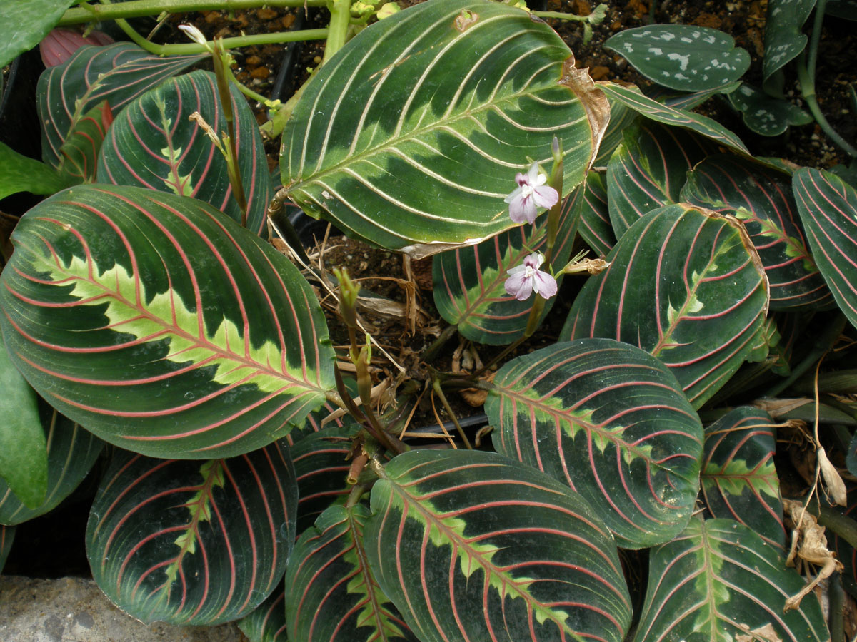 House Plants Shade / 20 Gorgeous Indoor Shade House Plants | Full and ...