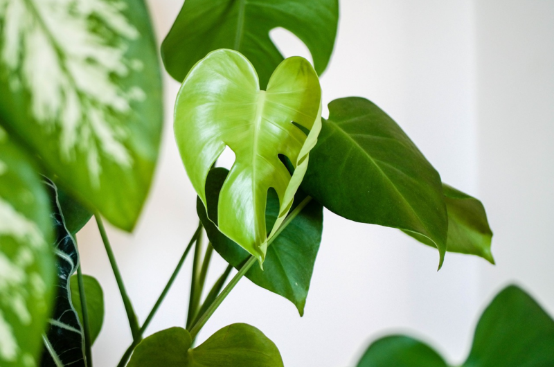 (via: https://pixabay.com/photos/plant-houseplant-green-leaves-4427146/)
