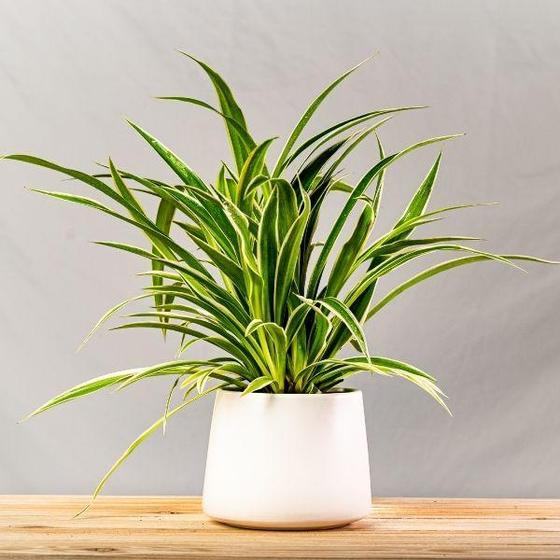 Spider Plant