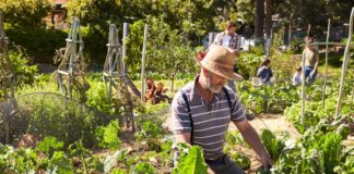 Different types of community gardens