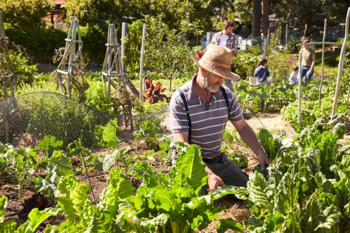 Different types of community gardens