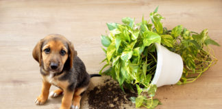 Puppy-proofing your home