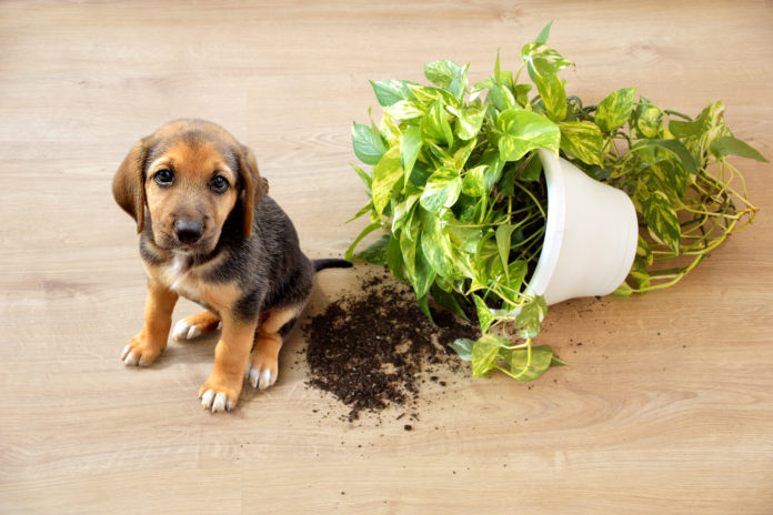 Puppy-proofing your home
