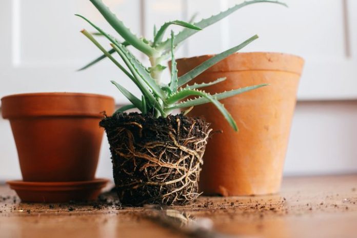 Repotting Indoor Plants