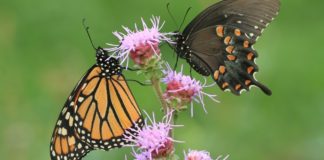 Attract Hummingbirds and Monarchs