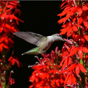A hummingbird flying over red flowers Description automatically generated with low confidence