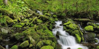 Moss Benefits for The Environment