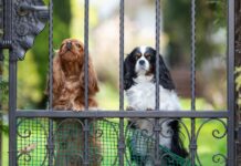 Dog Proof Your Home and Garden