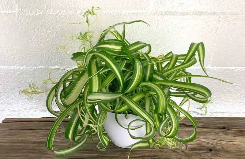 Everything You Need To Know About The Bonnie Curly Spider Plant Everything you need to know about the bonnie curly spider plant