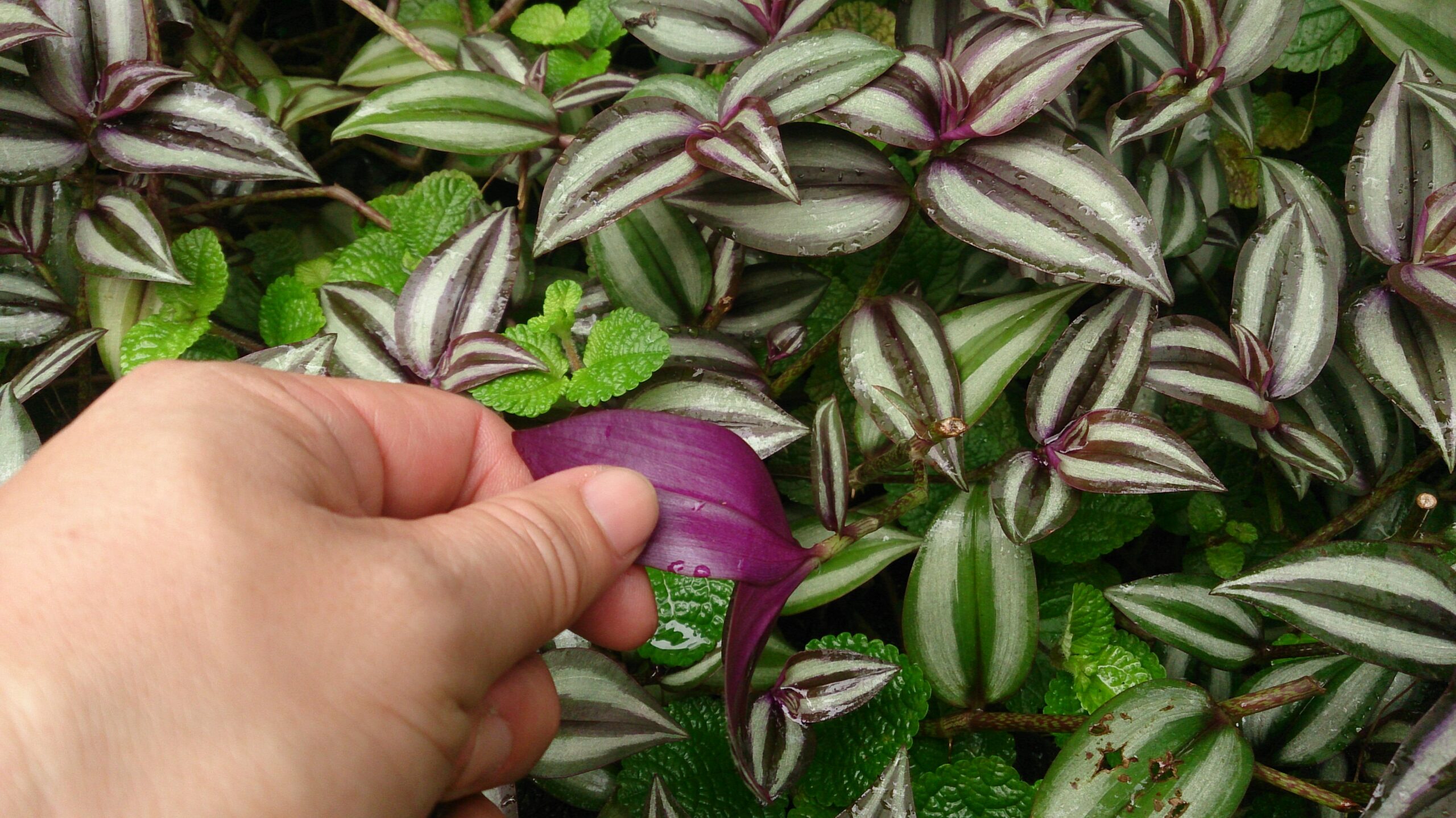 How to propagate wandering jew plant - MyFancyHouse.com