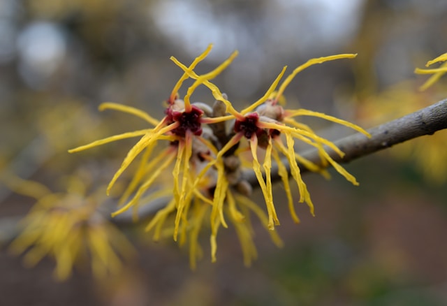 Close-up of vibrant yellow witch hazel flowers.