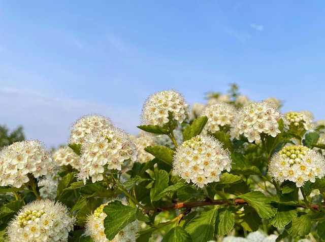 White spirea flowers under blue sky.
