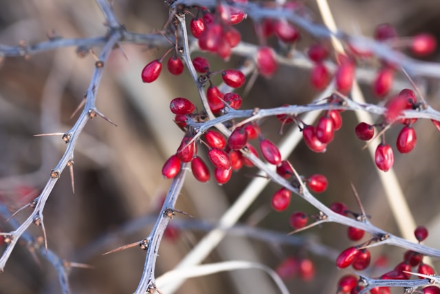 Red berries on thorny branches, natural background.