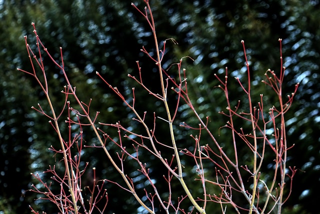 Bare red branches against a dark evergreen background.
