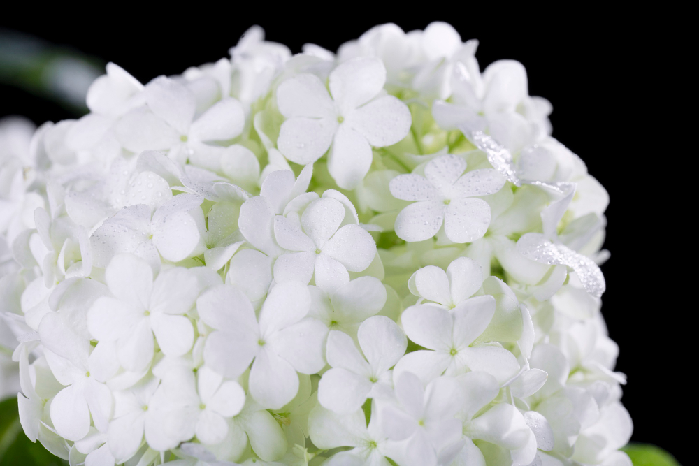 White hydrangea flowers with dew drops.