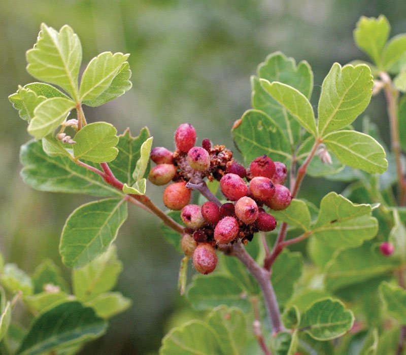 Ripe berries on green leafy shrub.