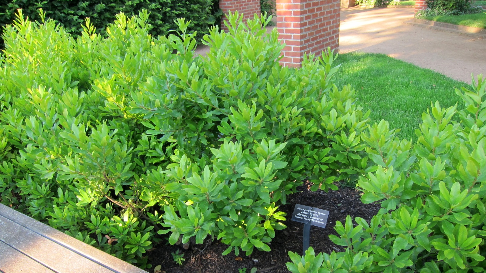 Lush green shrubs in a garden with a label.